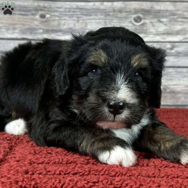 Pitt, Mini Bernedoodle Puppy